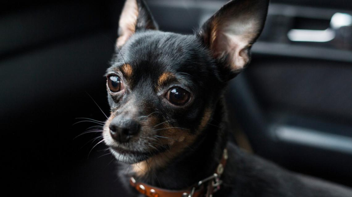 Miniature Pinscher Gets a Pup Talk Before Meet-and-Greet and It's Hilarious 