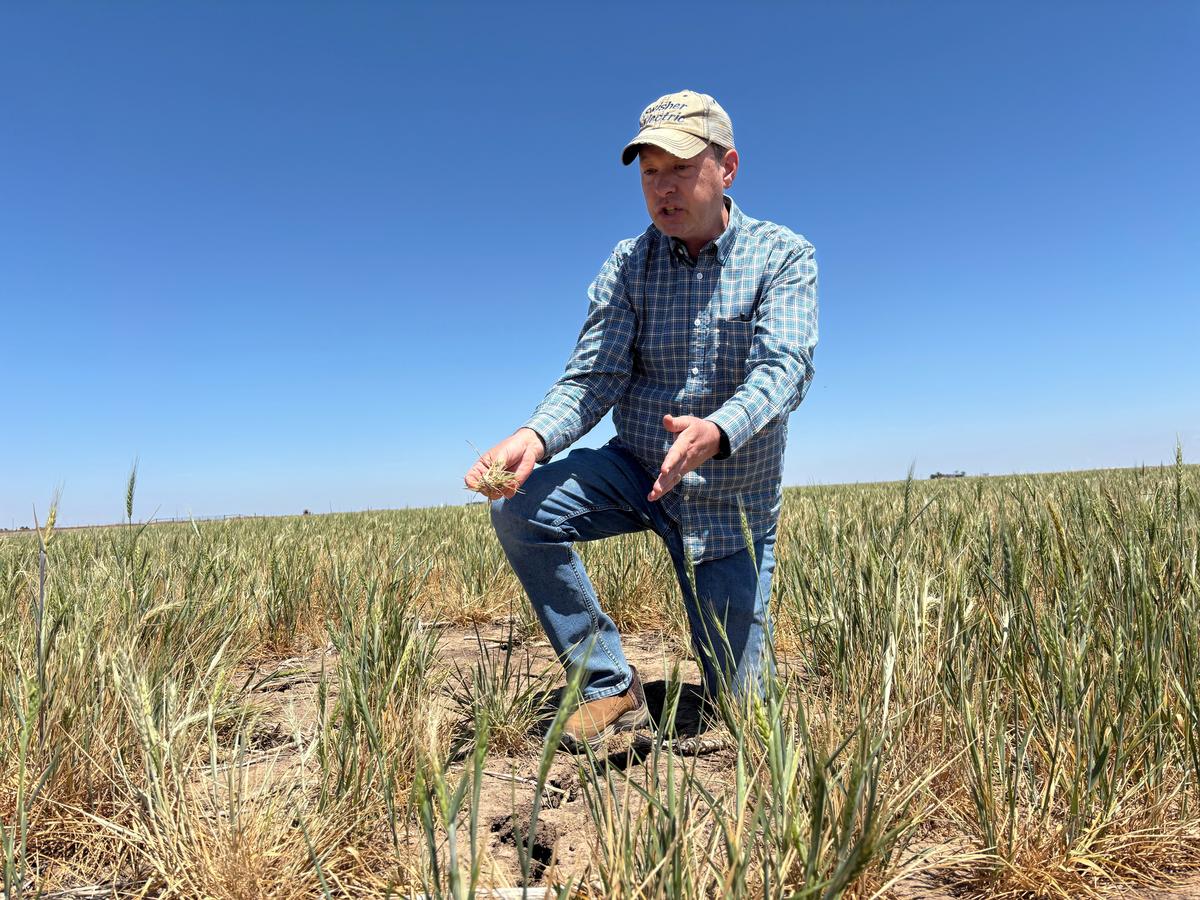 Scott Irlbeck inspects drought-hit wheat fields on his farm in Tulia, Texas, U.S.,  April 21, 2026. REUTERS/Tom Polansek