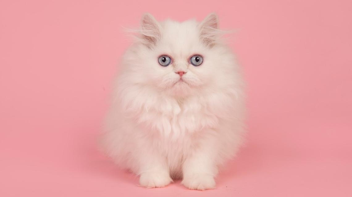 Tiny White Kitten With Pink Bows Has Major Marie From 'The Aristocats' Energy 