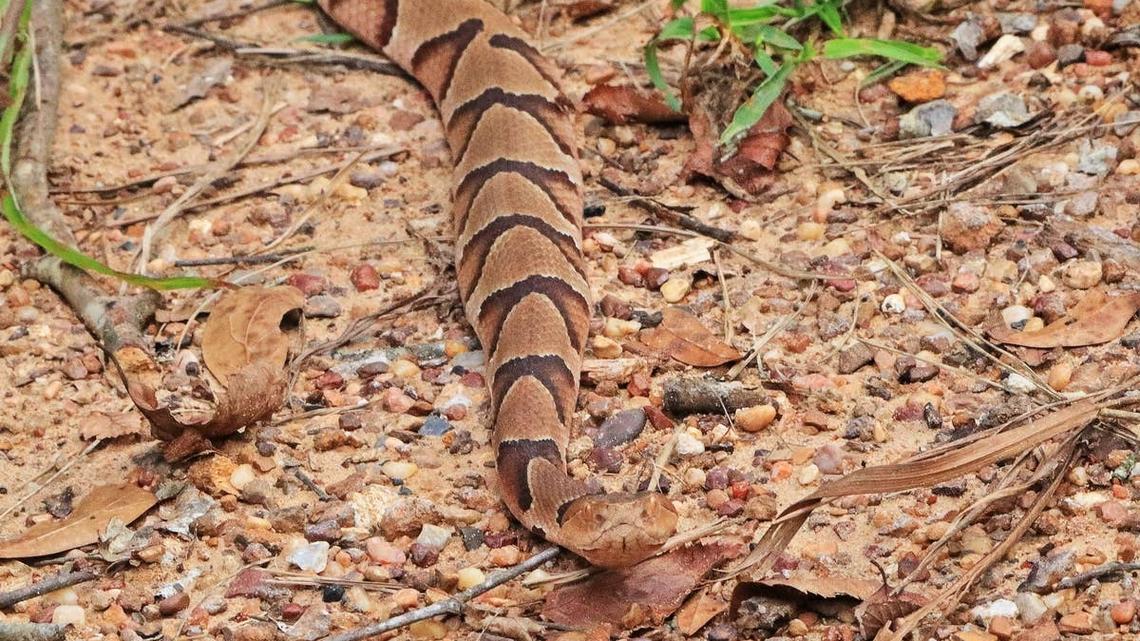 Connecticut Woman Spots Something Odd on Daily Walk-Then Realizes It's a Terrifying Predator 