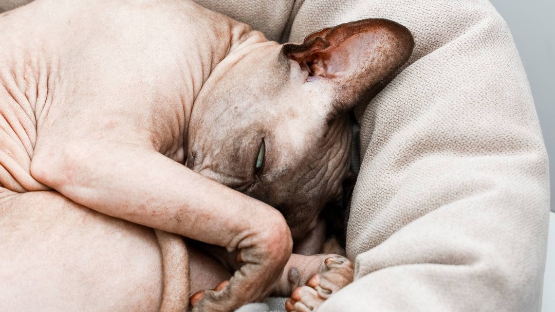 Rare Calico Sphynx Cat Tries to Knead Baby Into a Tiny Bald Biscuit 