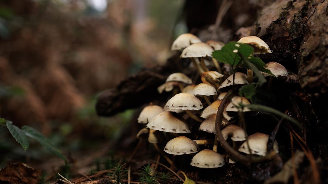Fungi May Have Their Own ‘Language’—and Scientists Think It’s Happening Right Beneath Our Feet