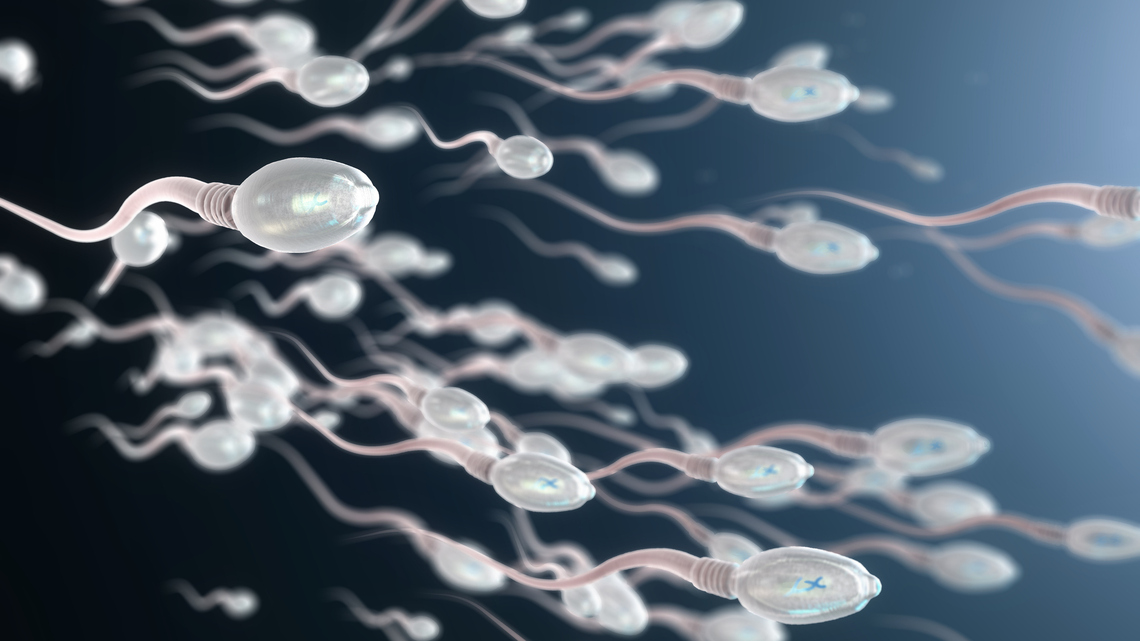 Scientists Reverse Signs of Male Fertility Aging in New Study 