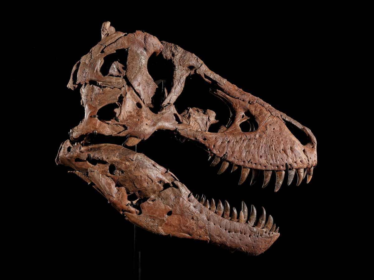  The fossil was excavated between 2021 and 2023. (Matthew Sherman/Sotheby's via SWNS) 