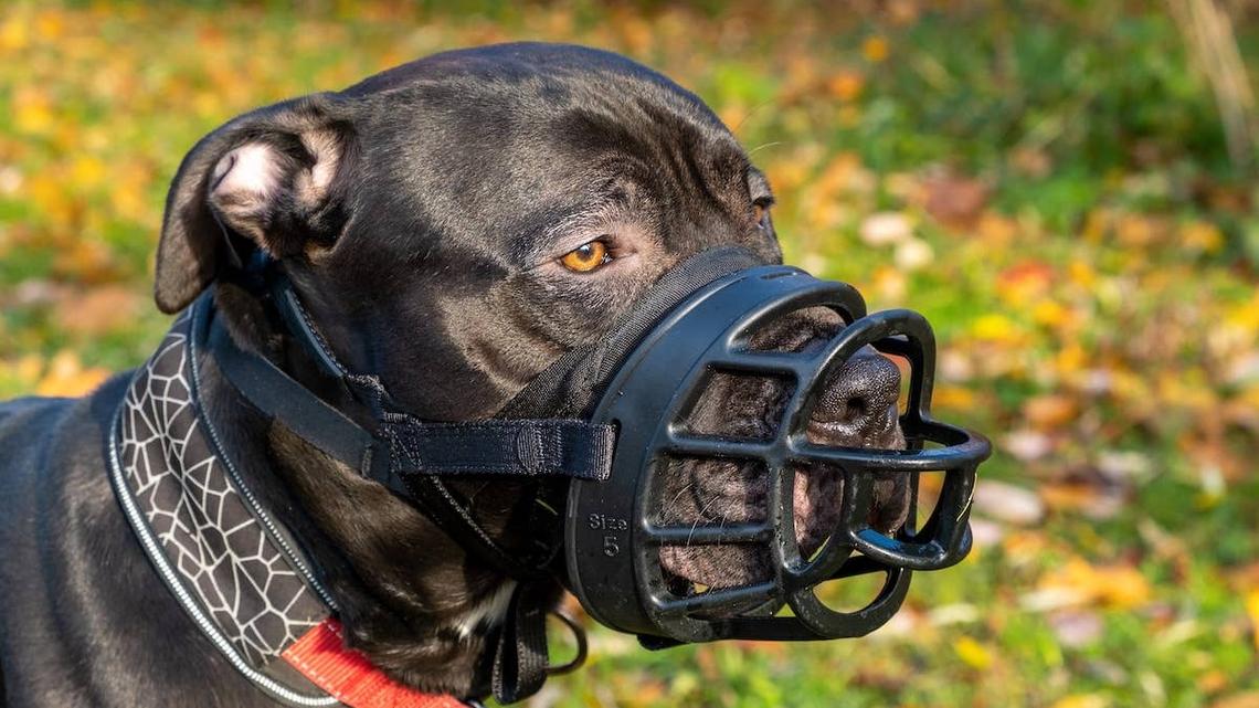 People Assume This Pittie's Muzzle Means He's Aggressive, but the Truth Is Much Sweeter 