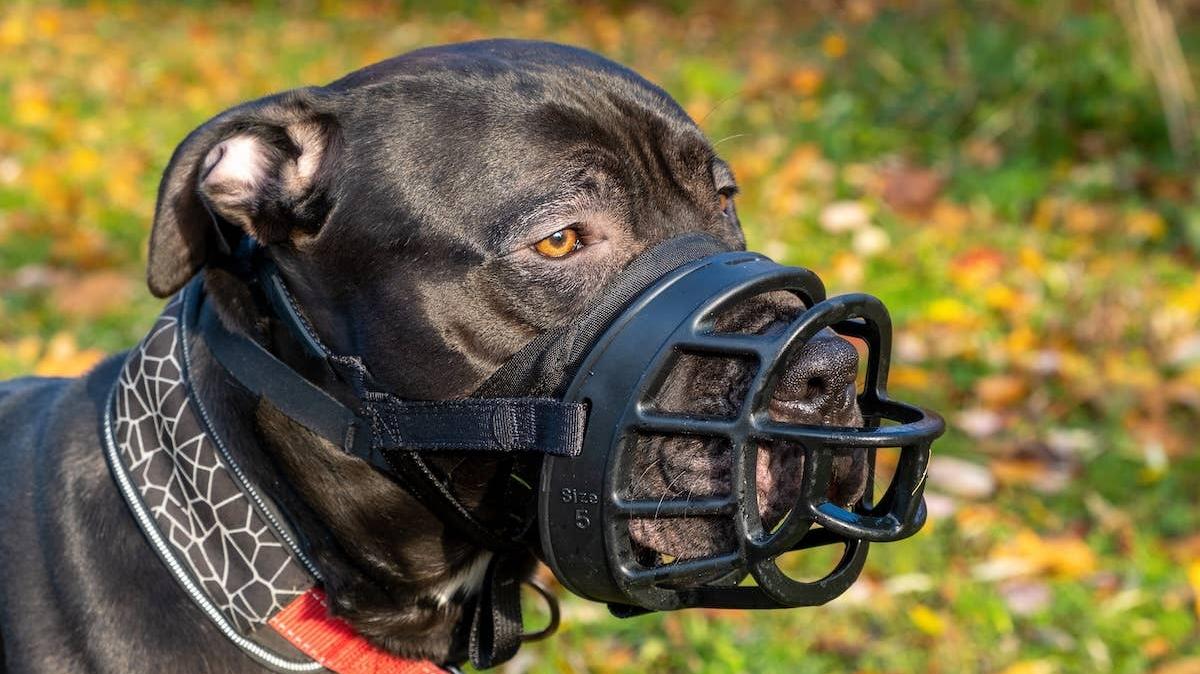 Border Collie in a muzzle. 
