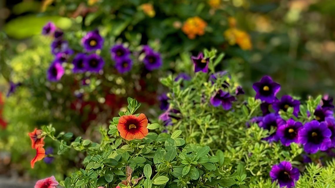 This late afternoon photo in November shows a dreamy look with the Superbells Tangerine Punch, Grape Punch and Lemon Coral sedum. (Norman Winter/TNS)