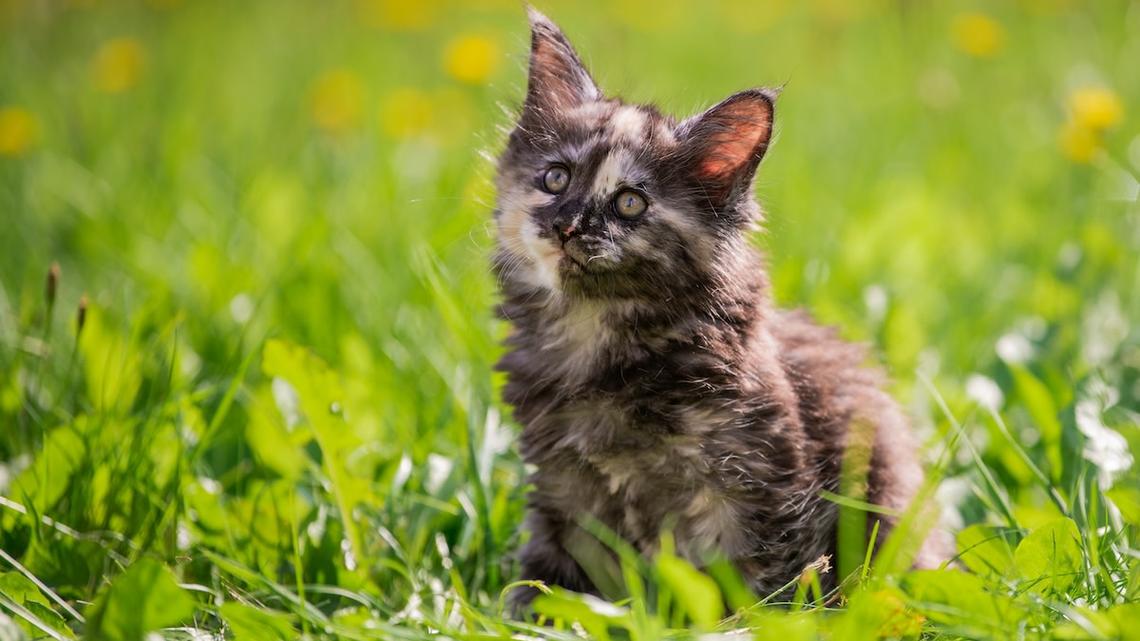 Tortie Maine Coon's Ultra-Fluffy Ears Are So Kissable and Sweet 