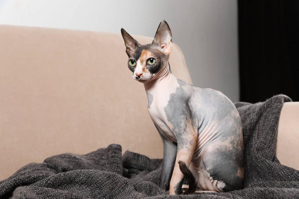  A friendly Sphynx cat on a sofa. 