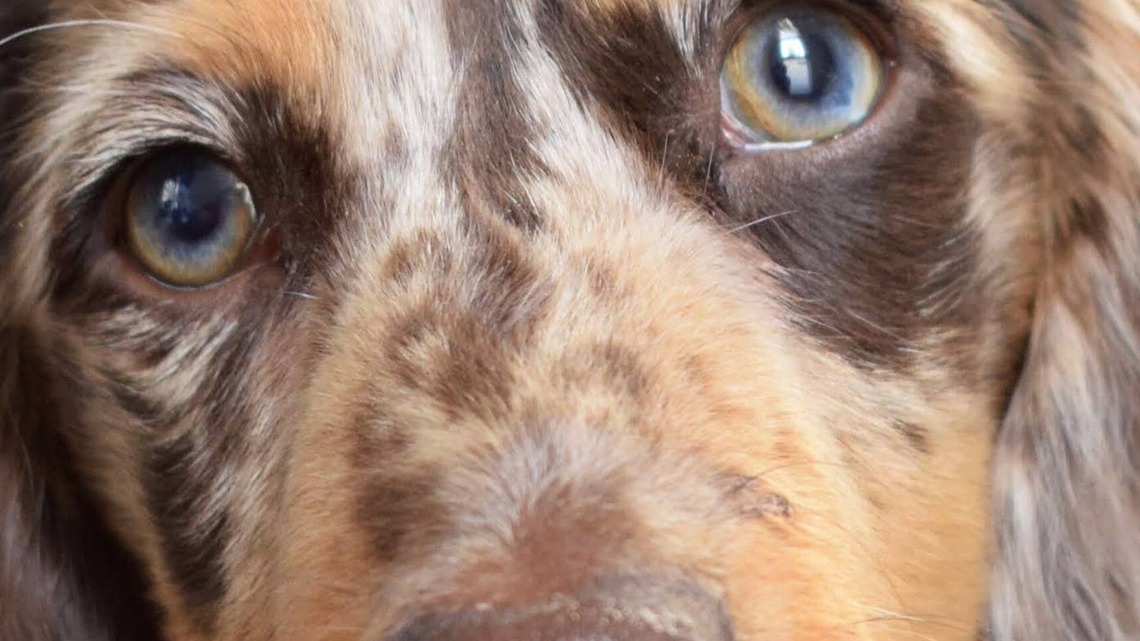 Long-Haired Dachshund's 'Getting Ready' Routine Has Her Looking Like a Tiny Schoolgirl 