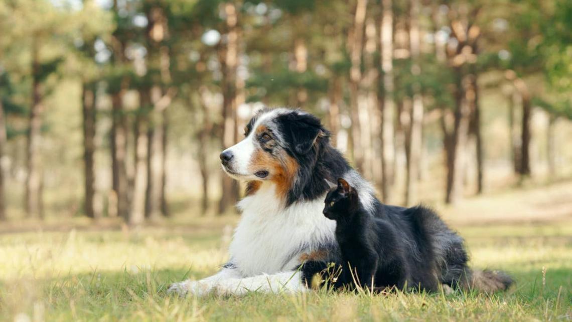 Australian Shepherd Tries to Herd a Cat-and It Goes Exactly As You'd Expect 