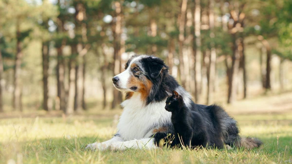 Australian Shepherd and black cat lying next to each other in the grass. 