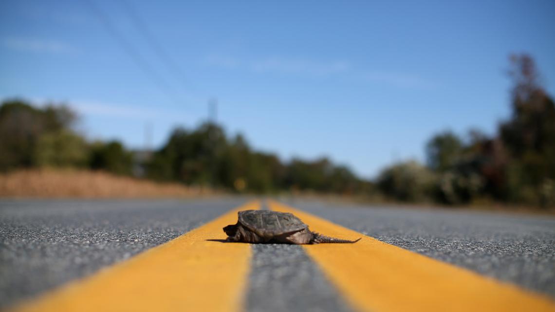 Commentary: Why did the turtle cross the road (and how you can help) 