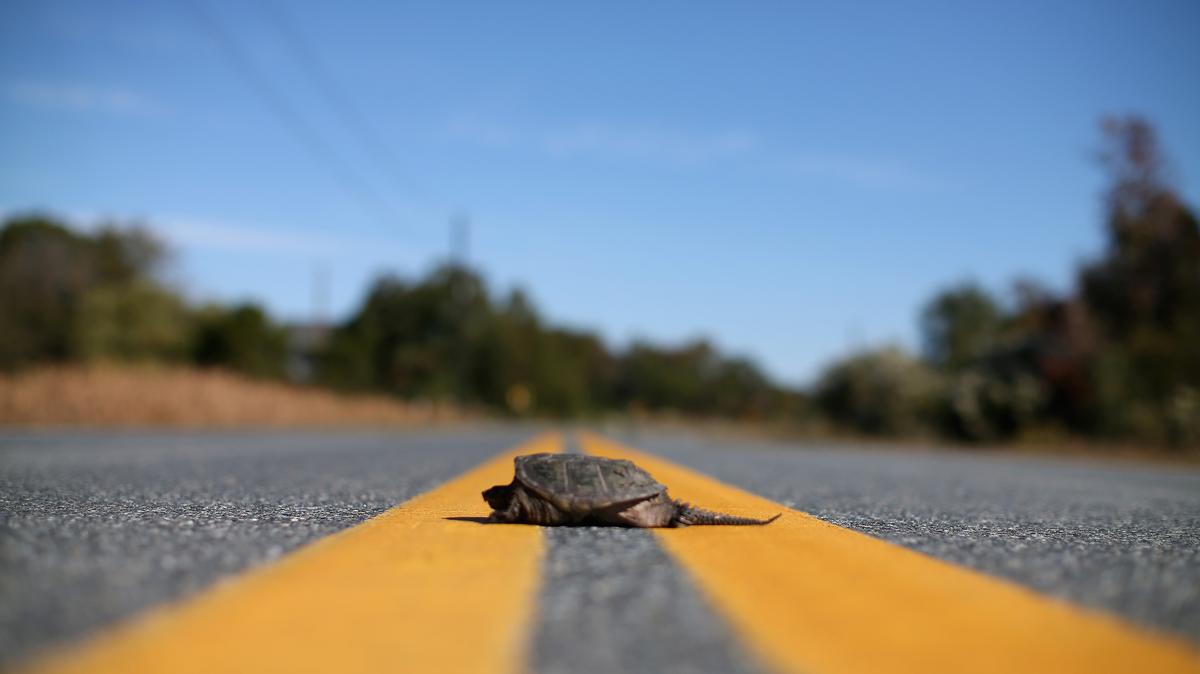 A snapping turtle in the middle of the road on Oct. 8, 2014, in Hoopers Island, Maryland. Several islands in the Chesapeake Bay region are slowly eroding away as sea levels are projected to rise several feet over the next century. (Mark Wilson/Getty Images/TNS)