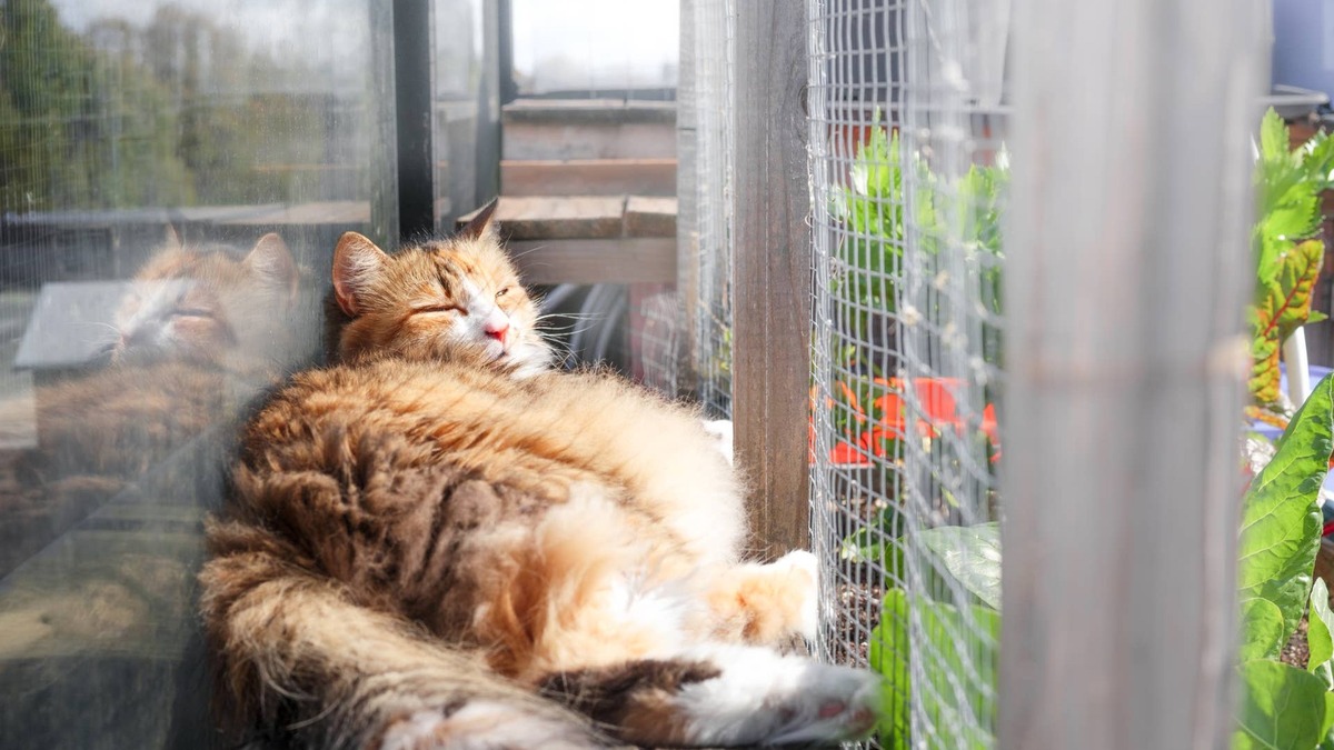 Easy DIY Turns a Tiny Apartment Balcony Into the Most Stunning Pet Paradise