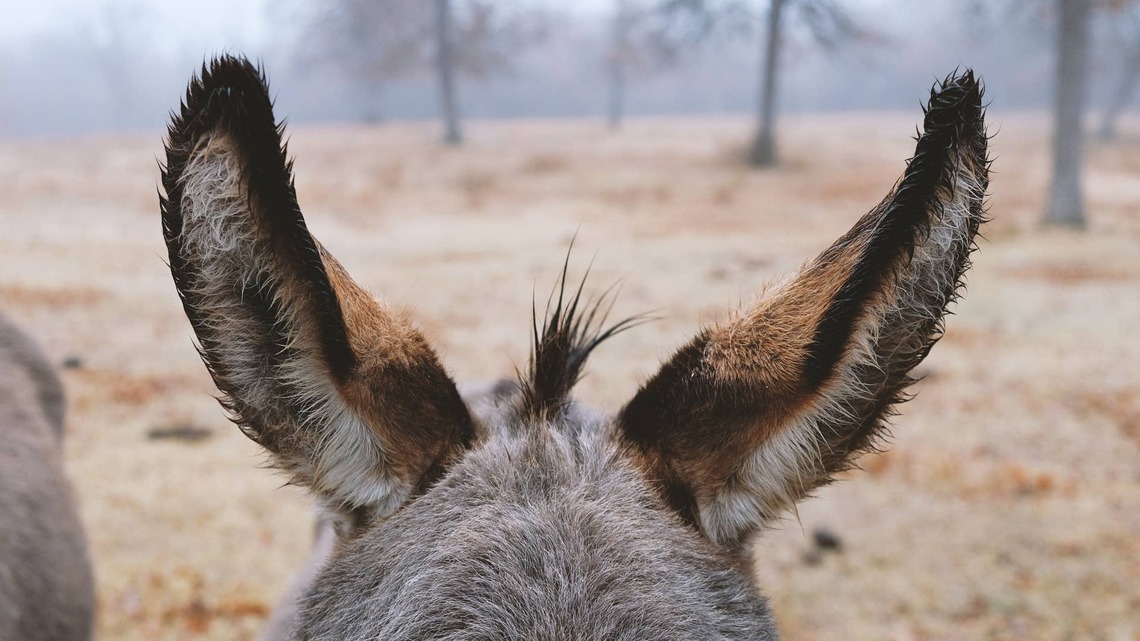 This Teeny Miniature Donkey Looks Ready to Be Your Emotional Support Purse Potato 