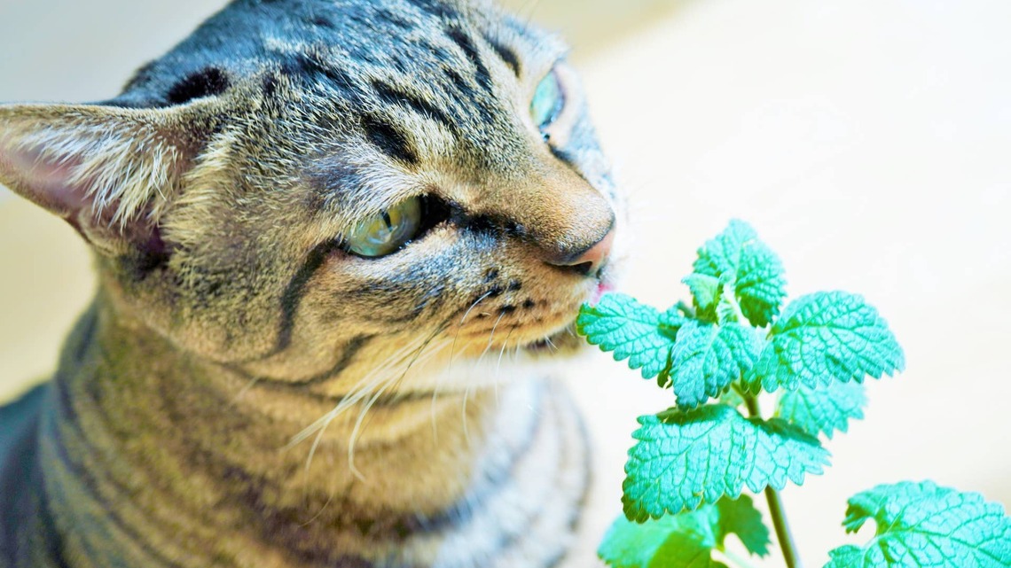 Woman Starts a Catnip Delivery Service for Neighborhood Cats-and It's an Instant Hit 