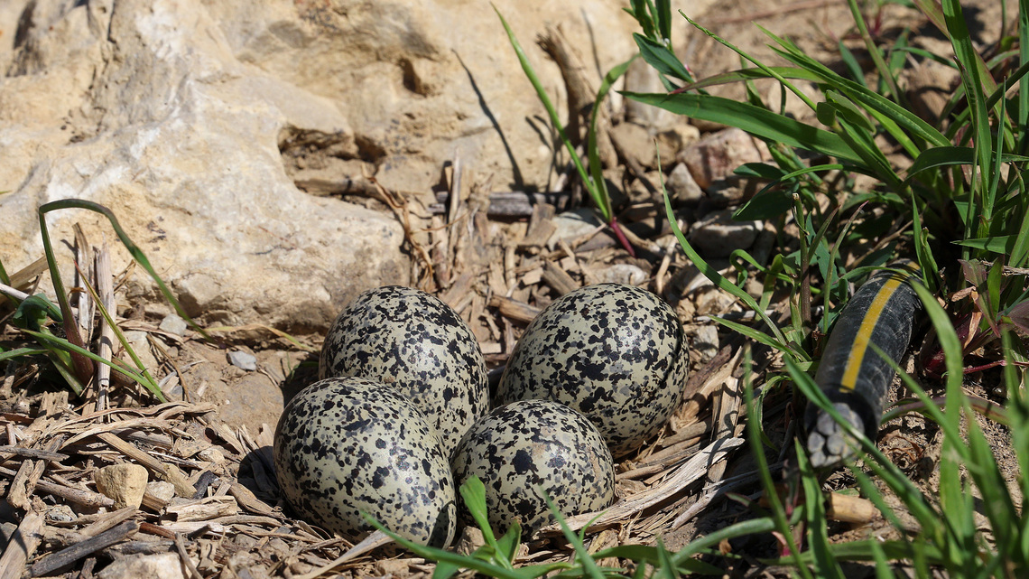 Inspired by piping plover enthusiasts, couple protects killdeer eggs at construction site 
