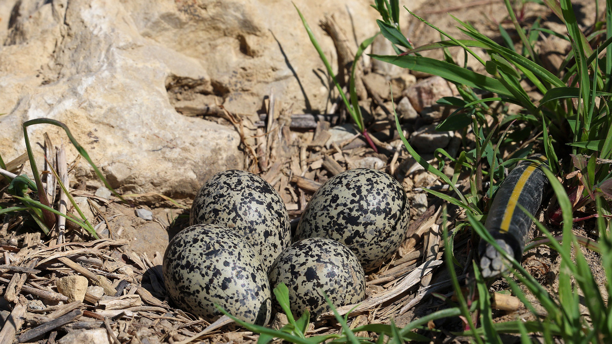 Four grey, black and tan speckled killdeer bird eggs lie in a nest in an the empty lot in the 55+ Lago Vista subdivision on June 2, 2026, in Lockport, Illinois. (Stacey Wescott/Chicago Tribune/TNS)
