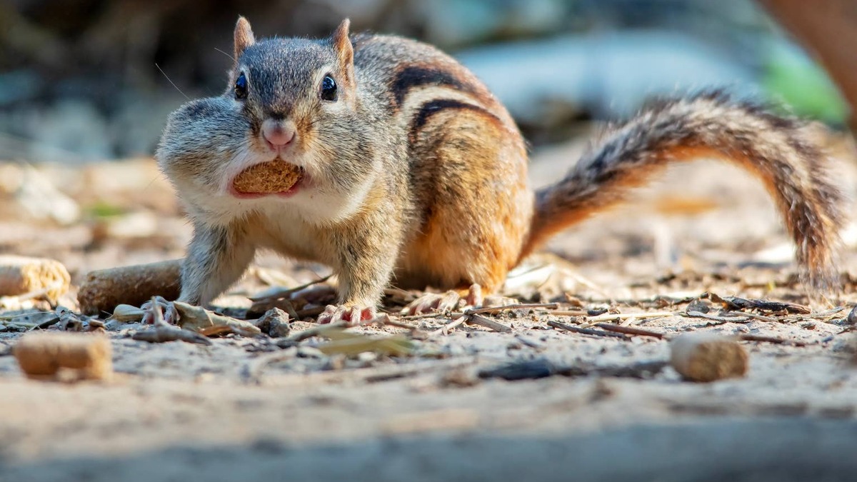 Cute chipmunk with its cheeks stuffed full of nuts. 