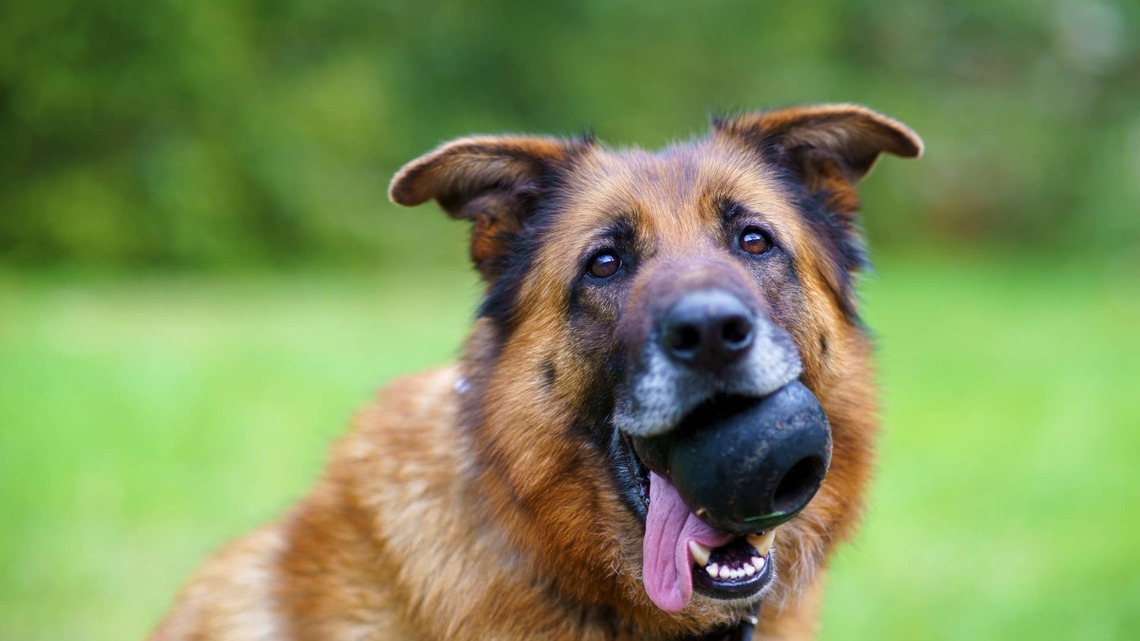 German Shepherd's Squeaky Toy Ruins Her Tough Bark