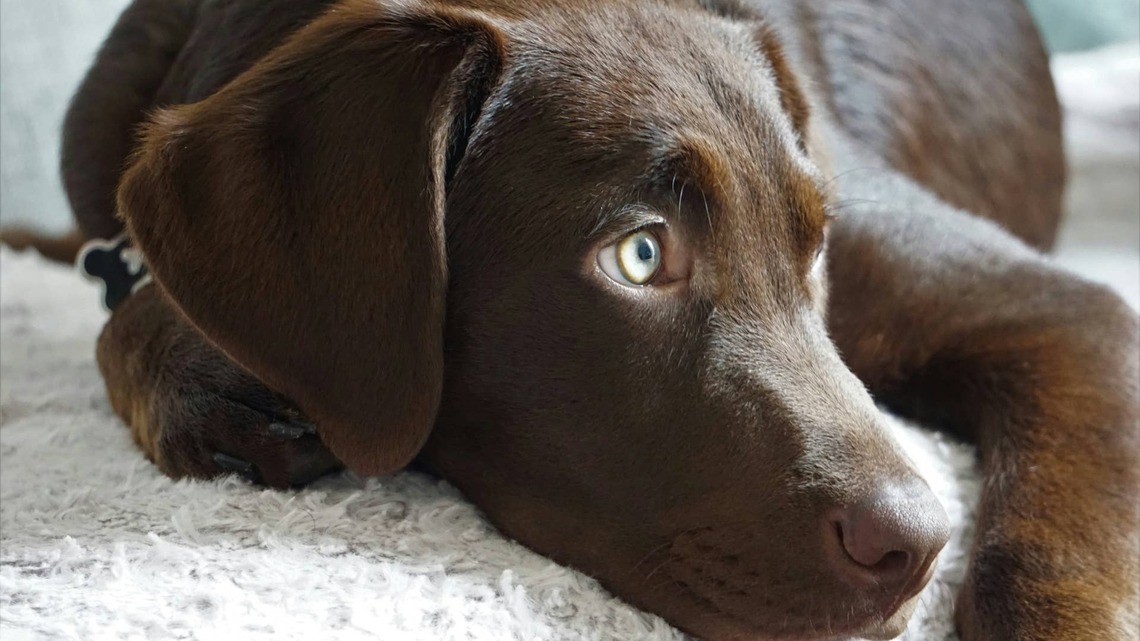 Sweet Chocolate Lab Is a True Professional Guilt Tripper, and His Facial Expressions Steal the Show 