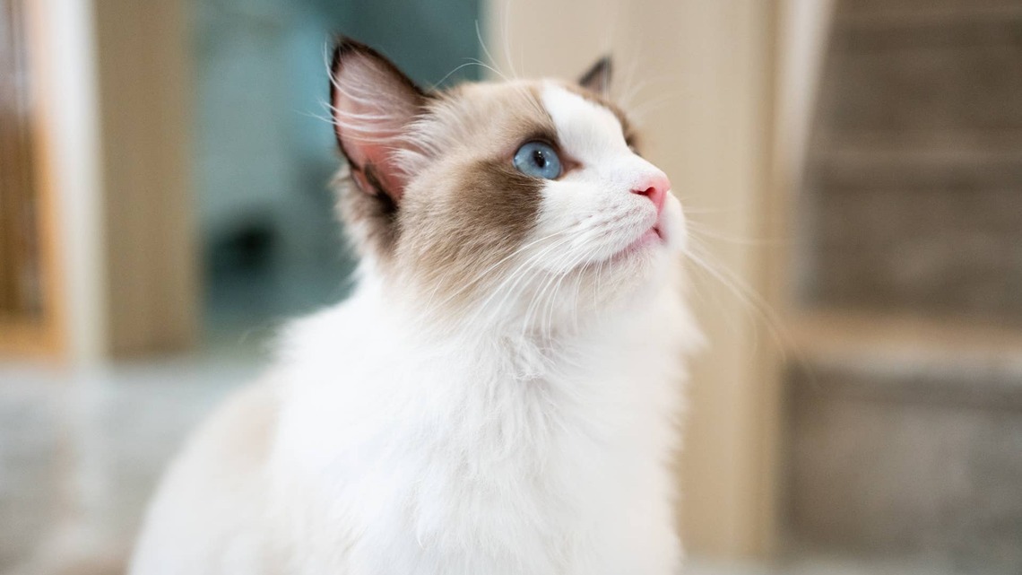 Ragdoll Cat Becomes Absolutely Fascinated by Mom's Engagement Ring