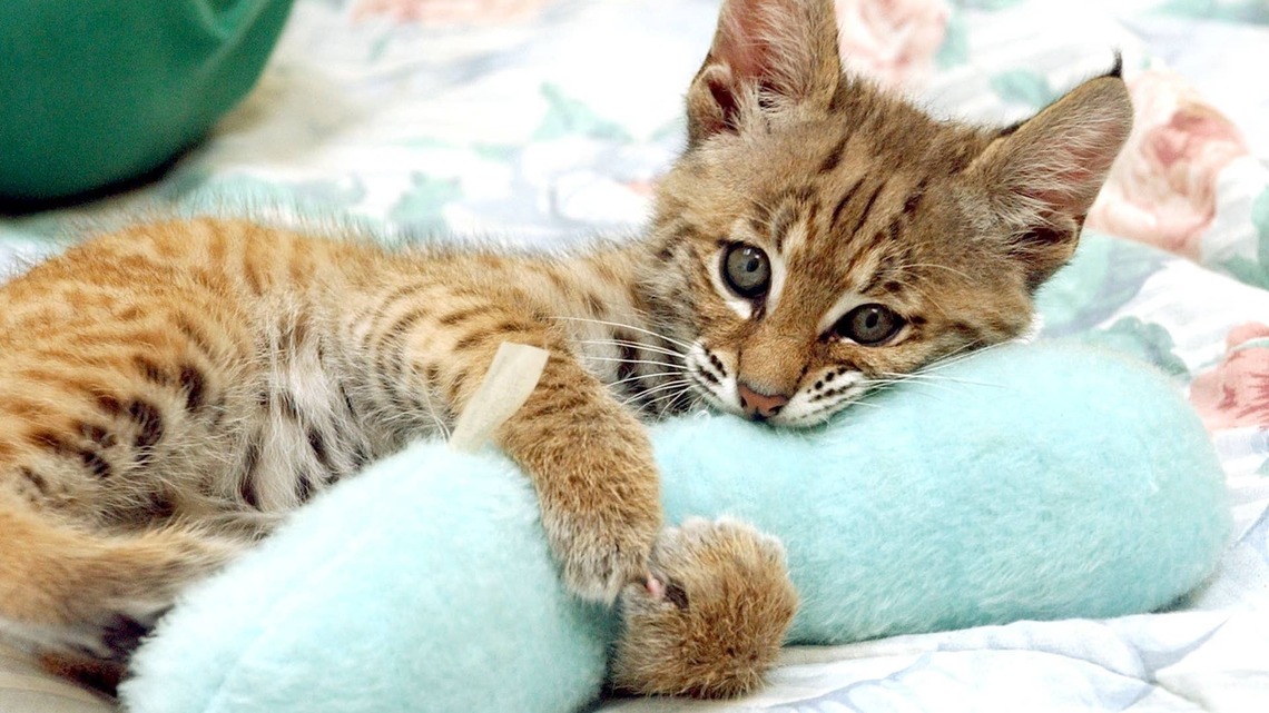Orphaned Baby Bobcat Has Everyone Convinced She's Basically Just a House Cat 