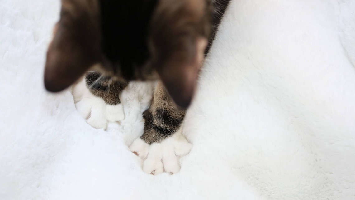 Maine Coon's Litter of ‘Dark Side' Kittens Should Come With Lightsabers 