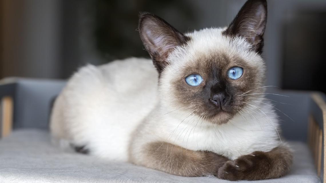 250 Siamese Cat Names That Are Purr-Fect