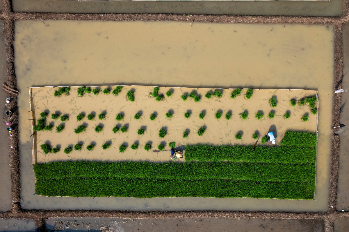 Drone view shows farmers planting rice seedlings in a paddy field, as the government urged farmers to immediately replant their plots, responding to the erratic forces of weather for a possible prolonged dry spell linked to El Nino, in Cirebon regency, West Java province, Indonesia, June 3, 2026. REUTERS/Willy Kurniawan