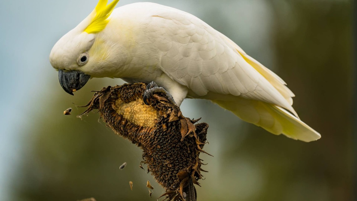 Cockatoo Making ‘Breakfast Confetti' Out of Seeds Has Everyone So Tired