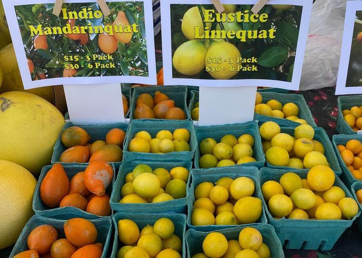  Citrus on display at the farmer's market. Photo credit: Lizzy Briskin 