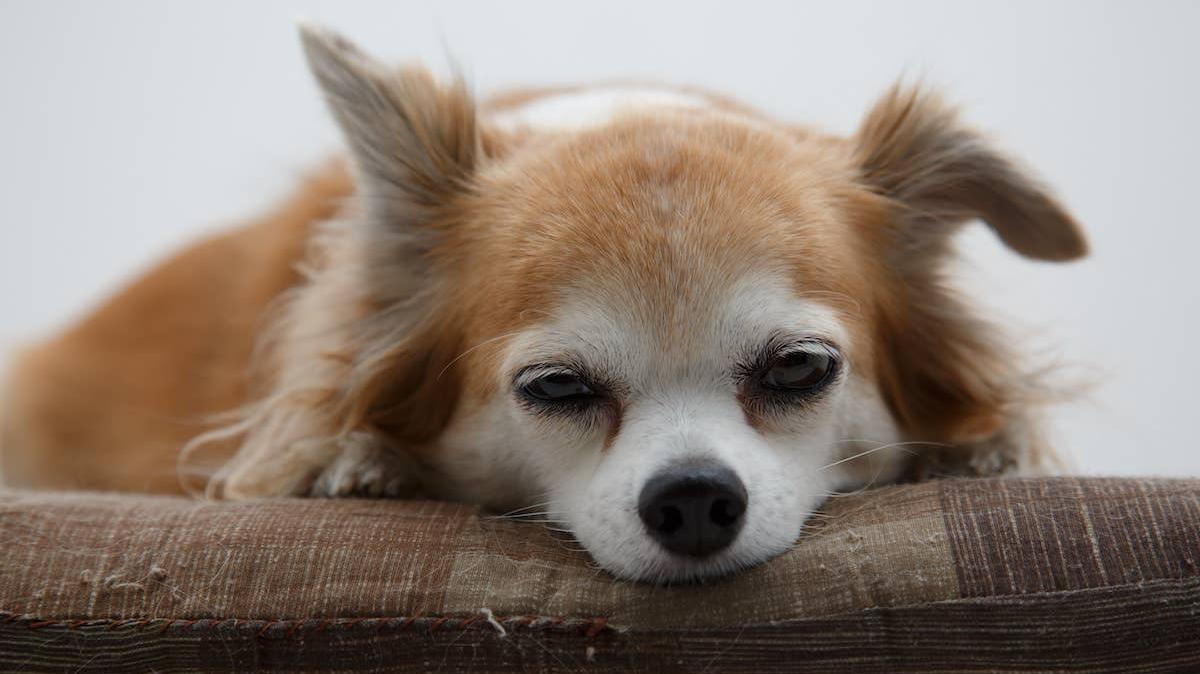 Senior Chihuahua lying down. 