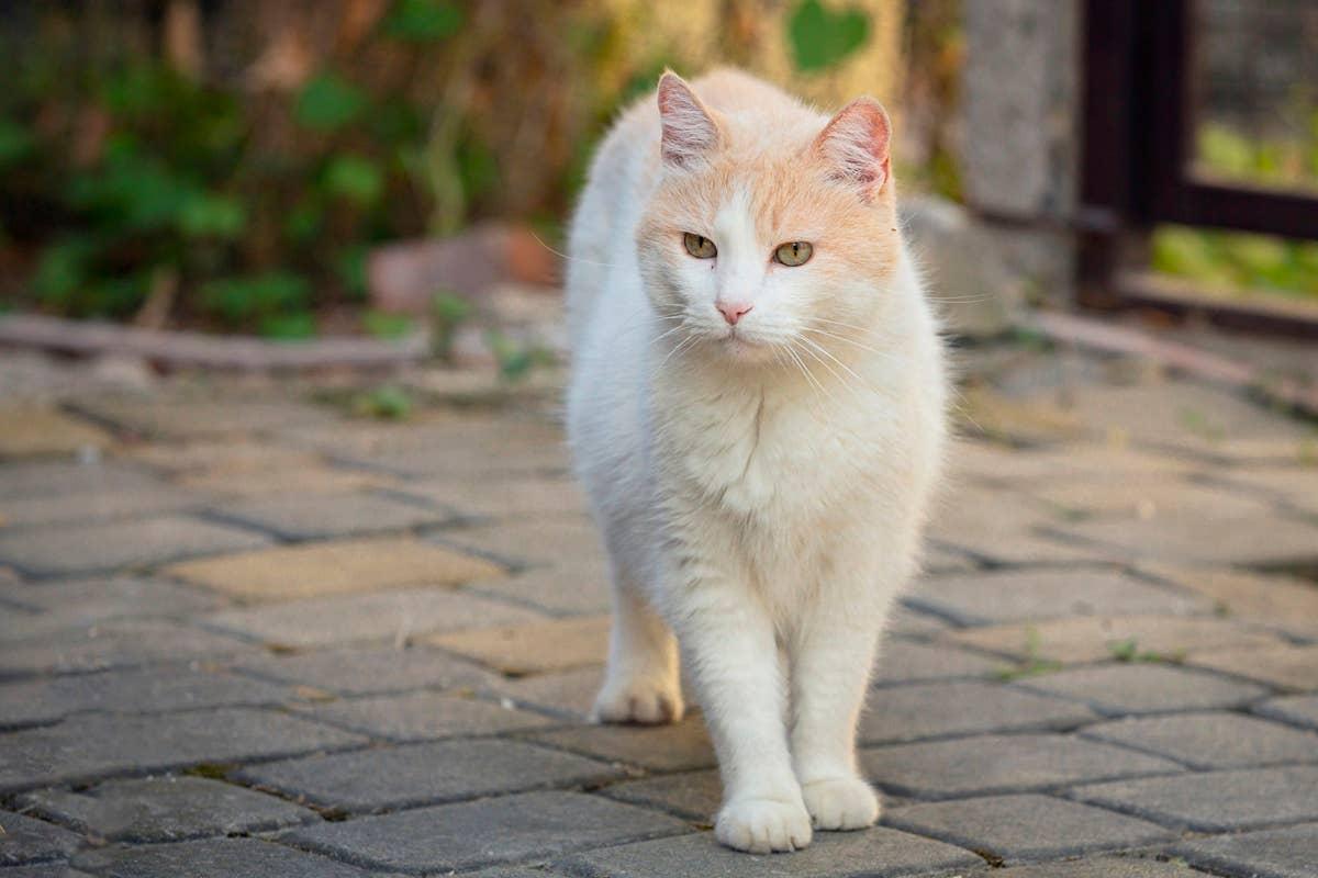  A Turkish Van out for a stroll, which has several similar dog traits.