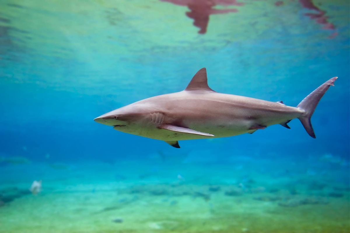  dusky shark swimming.