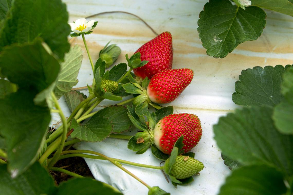 Ripe strawberries wait to be picked at the “U-Pick” field at Knaus Berry Farm in Homestead, on Jan. 11, 2012. The Florida House voted 109-4 on Friday, March 4, 2022, to send the governor a bill that would make strawberry shortcake the official state dessert. Key Lime Pie is already Florida’s state pie.