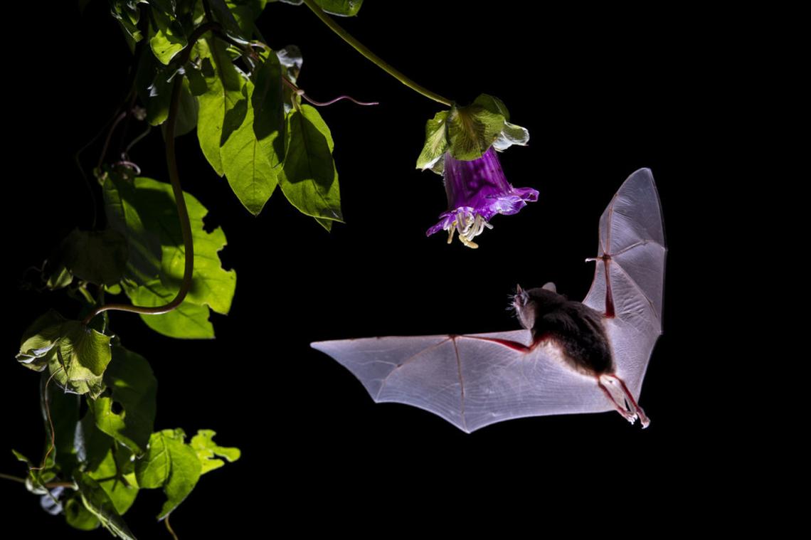  Bats circling a garden at night as they search for food in urban areas. 