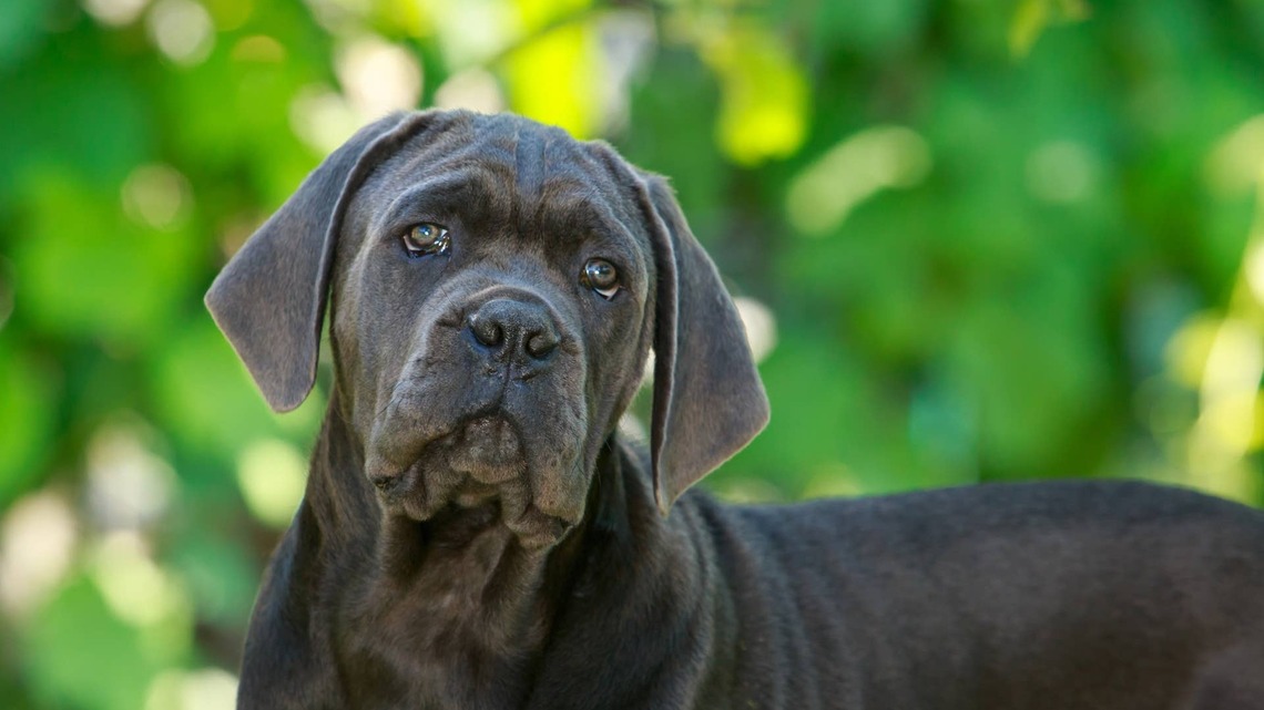 5 Similar Dogs to Cane Corsos, According to Vets 