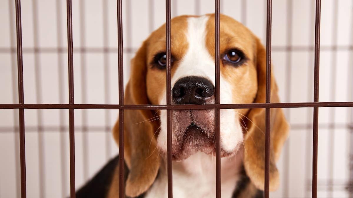 Close up of a Beagle in a crate. 