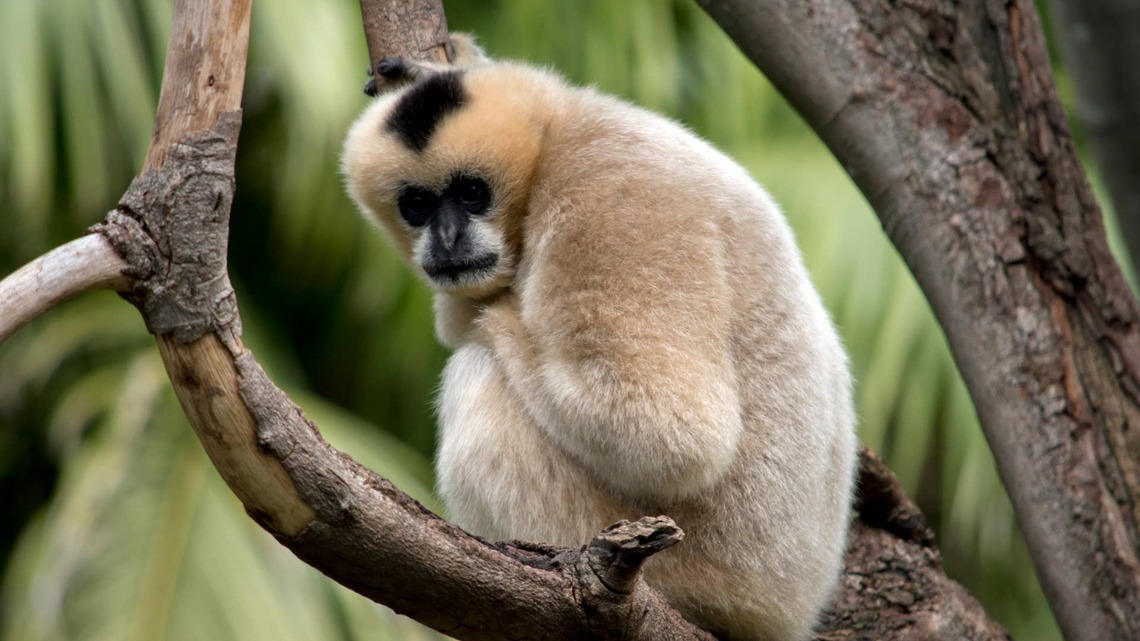 Gibbon Mama Just Needs a Minute of Peace and Quiet, but Her Toddler Says, 'Okay, Bet' 