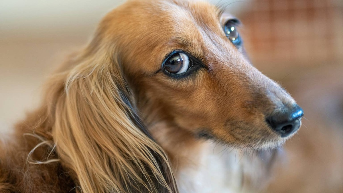 Dachshund with whale eye. 