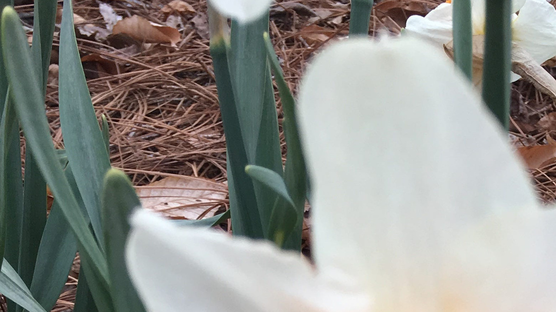 How to stop deer, other pests from eating your spring bulbs 