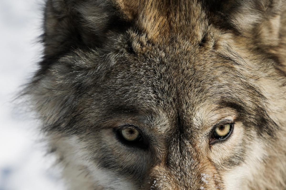 Amow, a 10-month-old gray wolf, is seen at Big Run Wolf Ranch in Lockport on Feb. 12, 2025. 