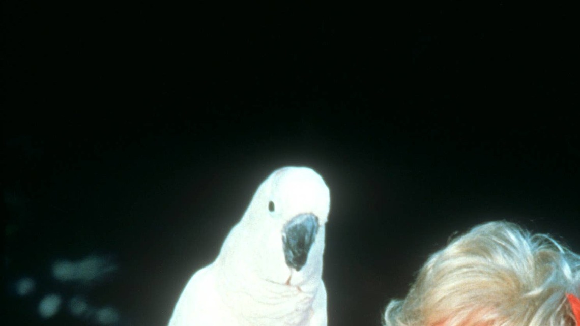 Pink Parrots Receive a Sweet Serenade in Honor of Dolly Parton