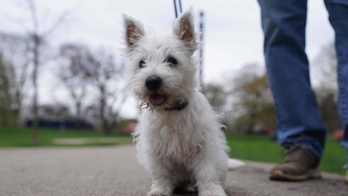 Westie Puppy's Precious After-Bath Zoomies Are Full of the Cutest Joy 