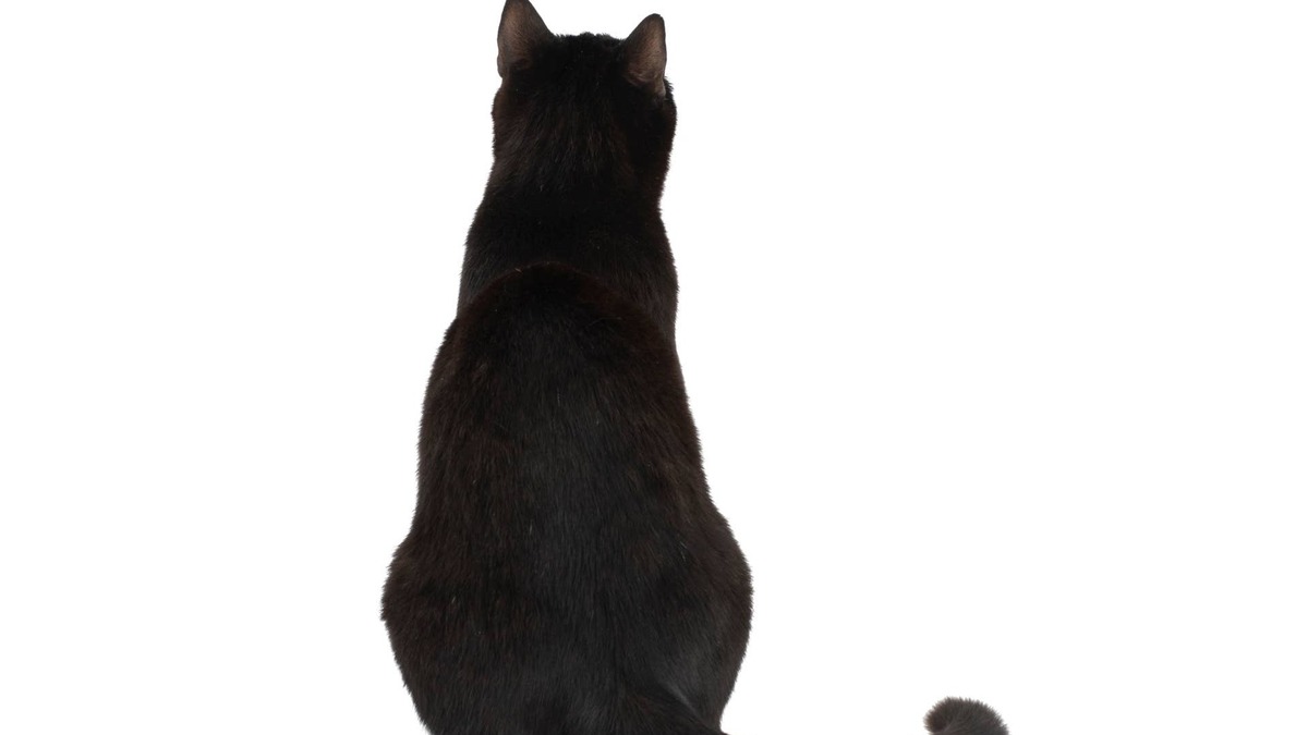 Wobbly Black Cat With a 'Sharp Flat-Top' Haircut Has the Internet Obsessed