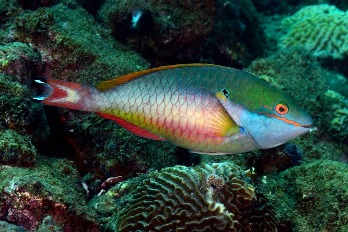  An instinctive fish that mirros Aquarius and Pisces energy.