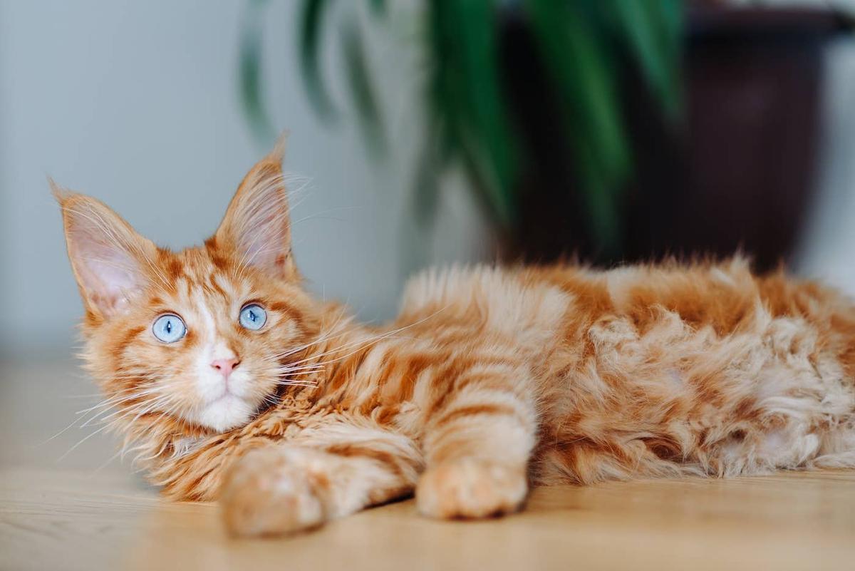  A blue-eyed orange Maine Coon.