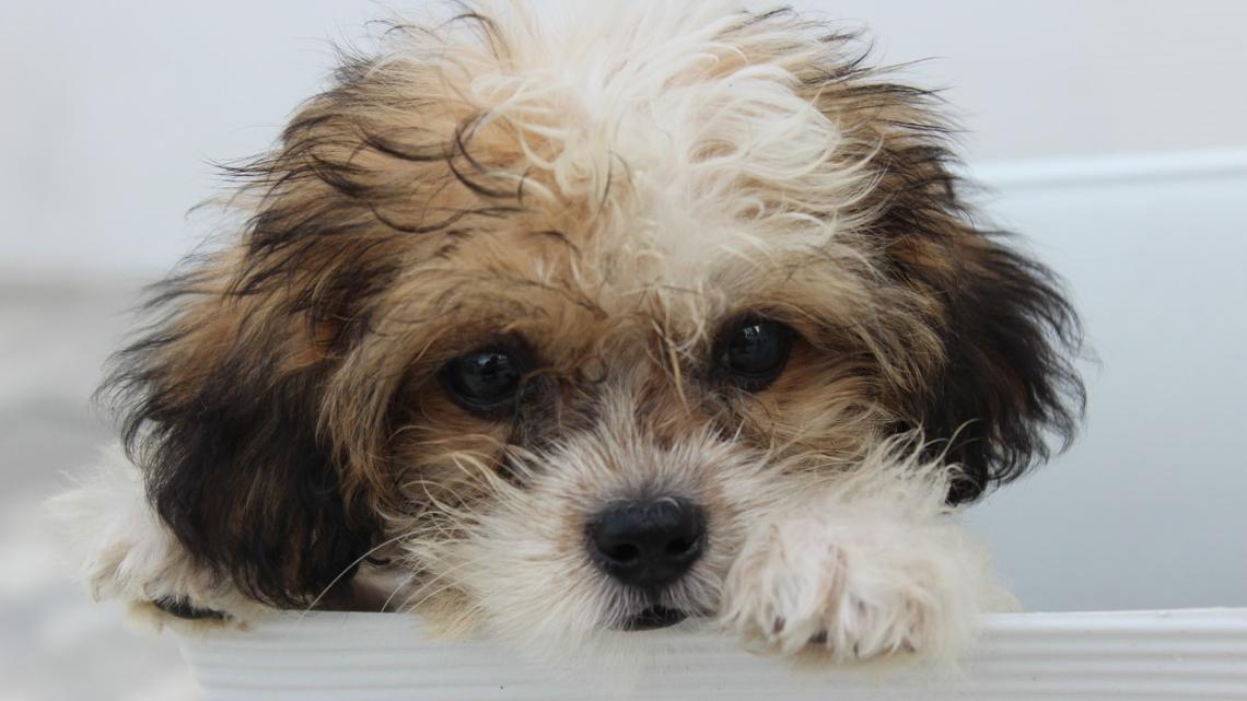 Shih-Poo Puppy Thinks His Bed Is for Playing, Not Sleeping-and It's Hilarious To Watch 